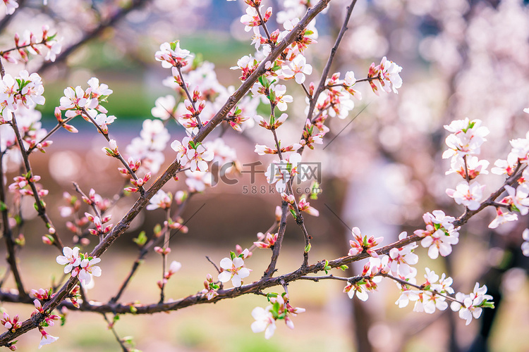 桃花白天桃花树枝室外桃花花枝摄