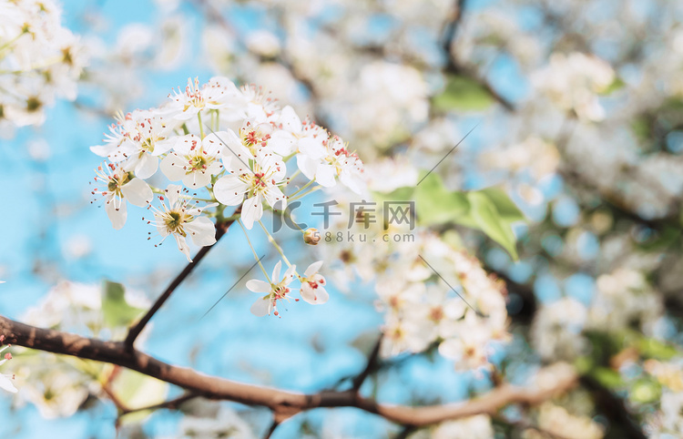 梨花植物春季花开赏花摄影图配图