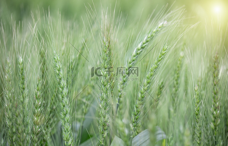 小满节气农田里的麦子农作物摄影
