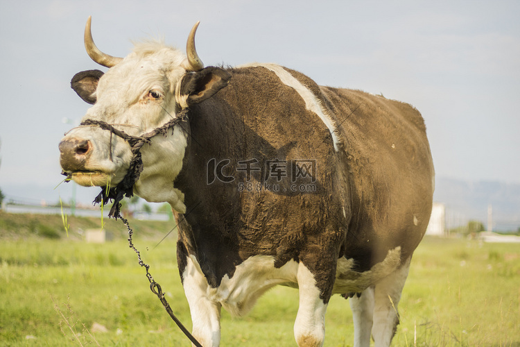 动物家畜白天奶牛室外吃草摄影图