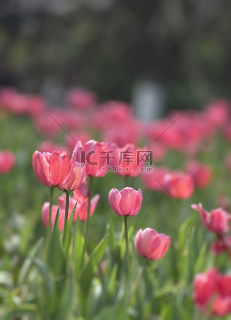 春天公园里粉色郁金香花绽放摄影