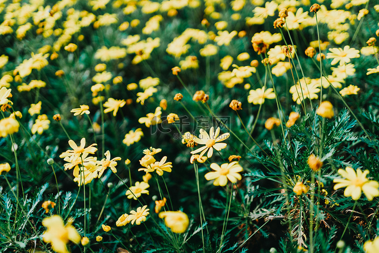 文艺花卉的花摄影图