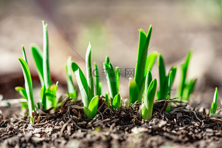 春季发芽白天小草室外发芽摄影图