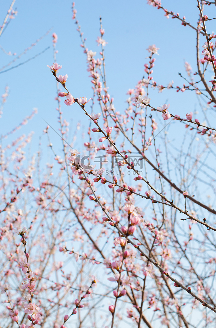 自然风景春季白天山桃花户外绽放