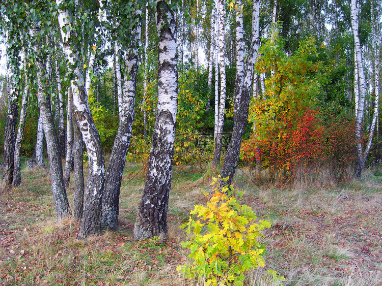 秋天的桦树林.
