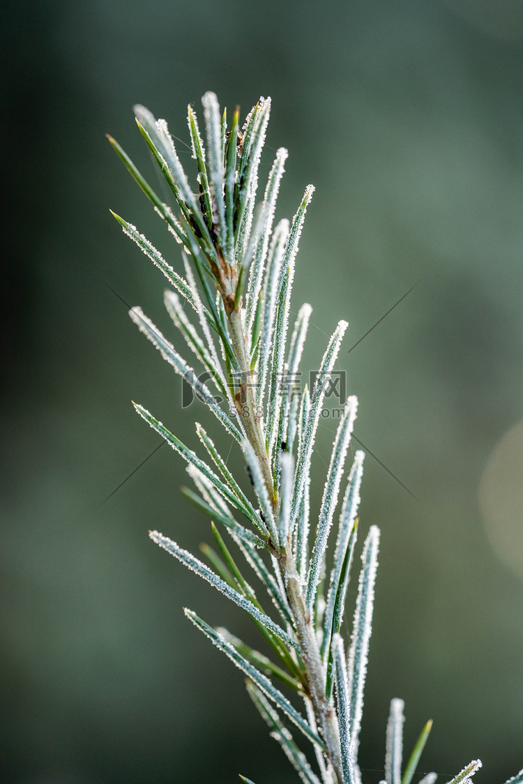 冬季大寒小寒落雪植物