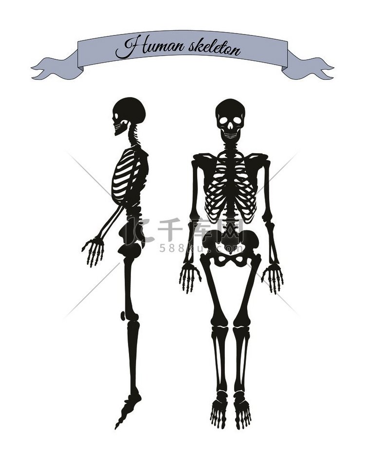 带标题的人体骨骼系统横幅，由骨
