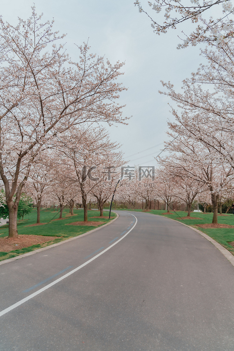 春季春风樱花公园树木摄影图配图
