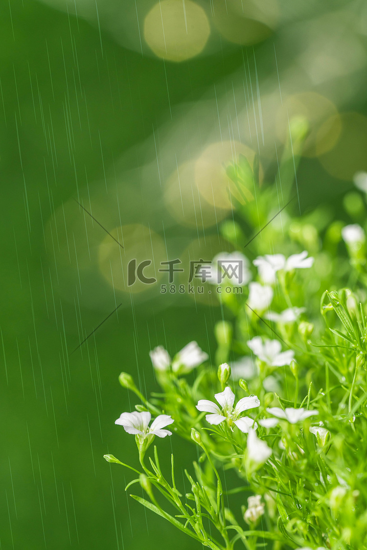 春天立春白天雨水户外植物摄影图