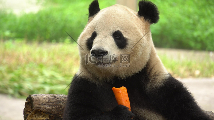 实拍呆萌国宝大熊猫啃食胡萝卜