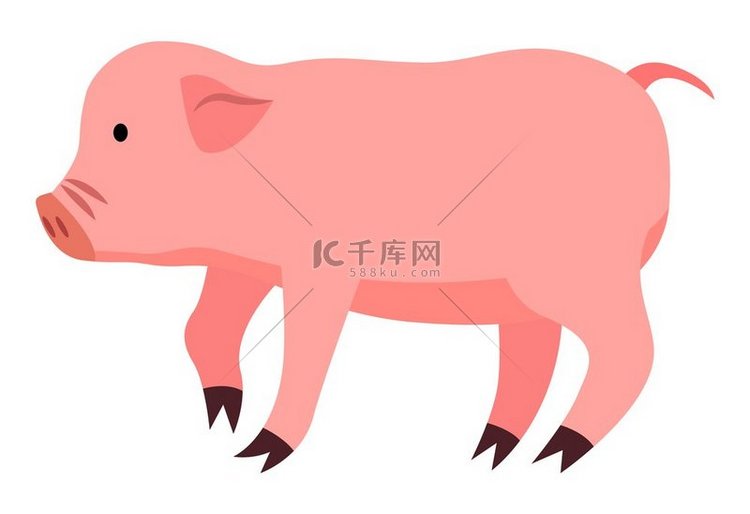 孤立在白色背景上的卡通可爱猪。