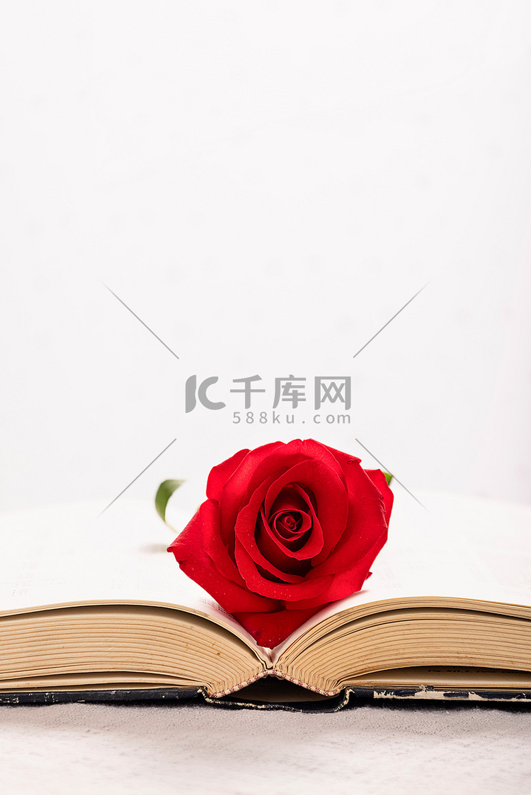 情人节玫瑰花清新白色背景摄影图