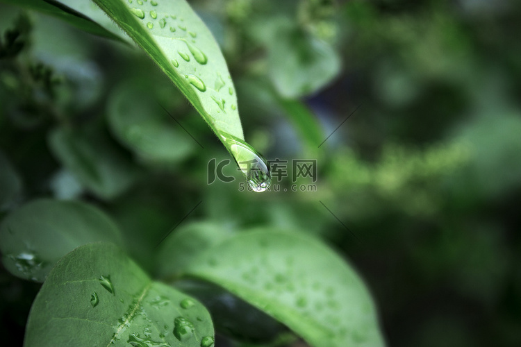 春季春天谷雨雨滴雨水摄影图配图