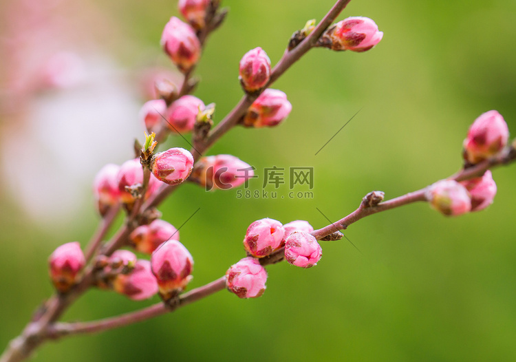 春暖花开春季山桃花户外含苞待放