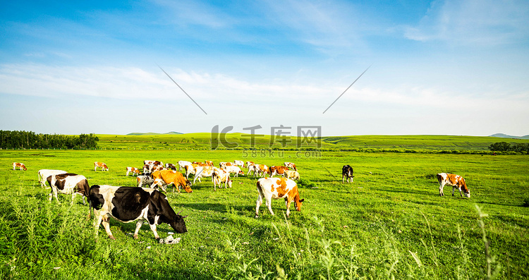 景色白天室韦草原牛群户外动物摄
