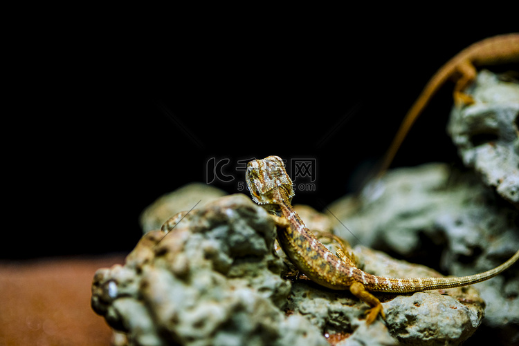 广州广州动物园两条蜥蜴在石头上