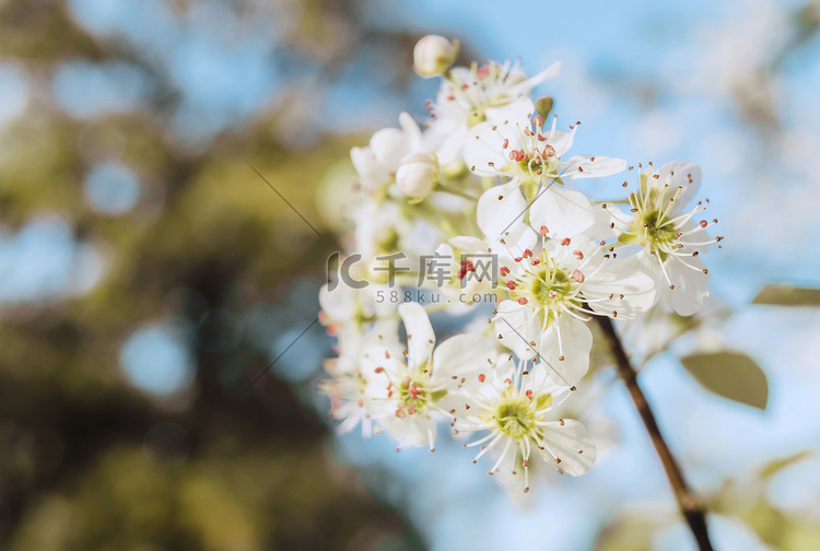 植物春天花朵梨花花卉摄影图配图
