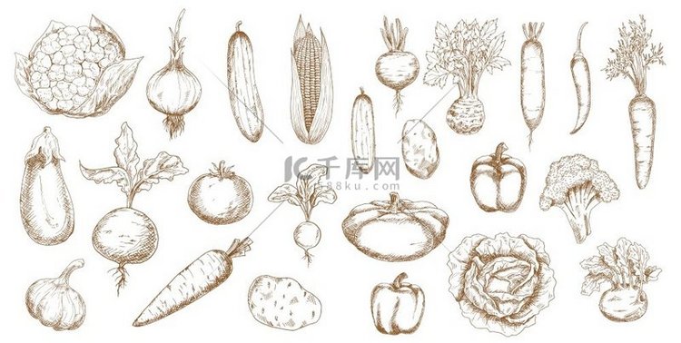 农场蔬菜的蔬菜矢量草图。