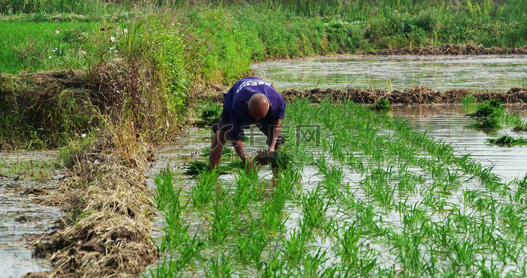 夏天插秧种水稻种植播种农民田间