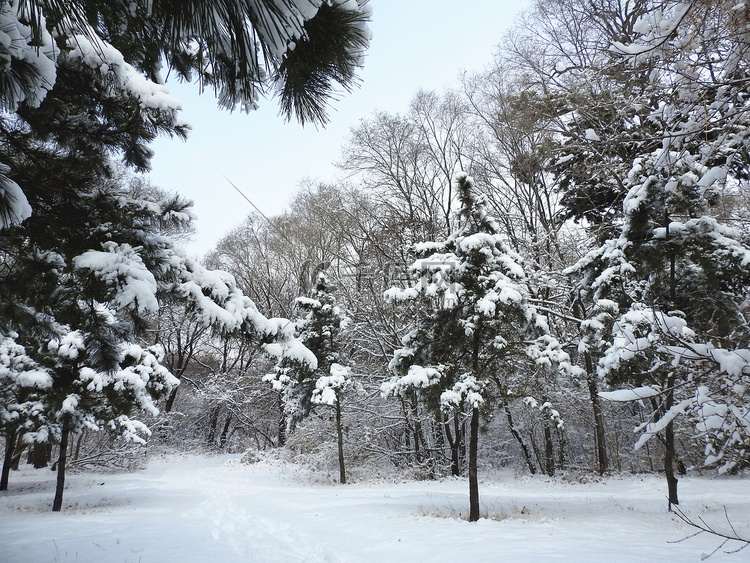 东北沈阳冬至冬季树林雪景下雪摄