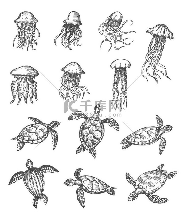 海洋水母和海龟素描，海洋动物矢