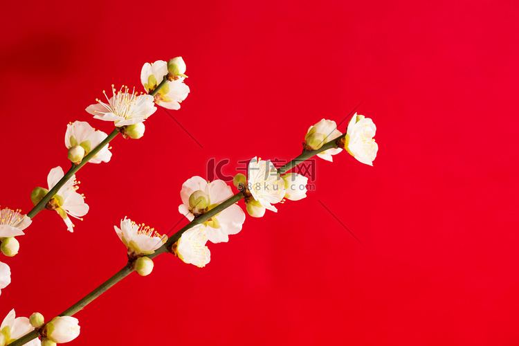 梅花植物清香腊梅花香摄影图配图