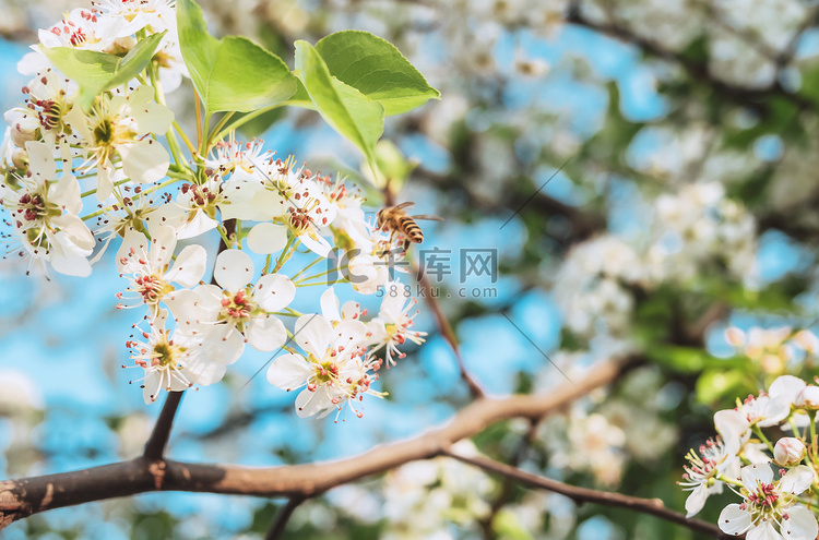 植物梨花春季春天花朵摄影图配图