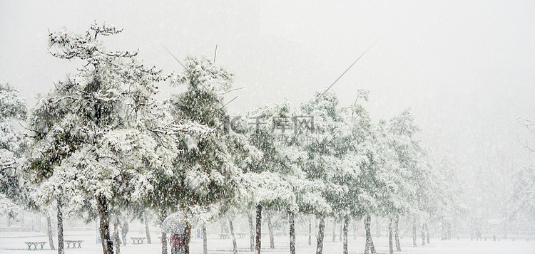 下雪背景大雪松树
