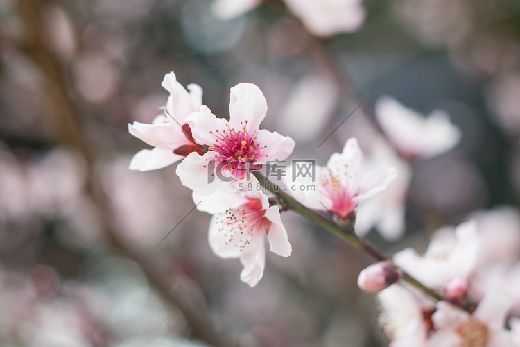 桃花下午花瓣自然盛开摄影图配图
