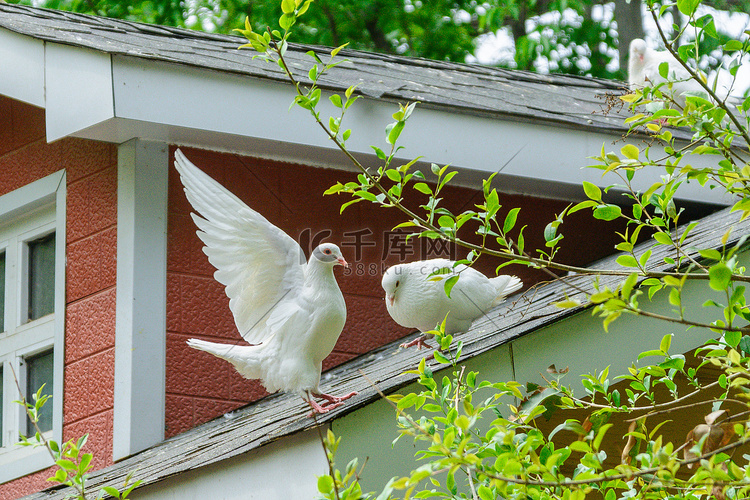动物白天鸽子屋顶上停留摄影图配