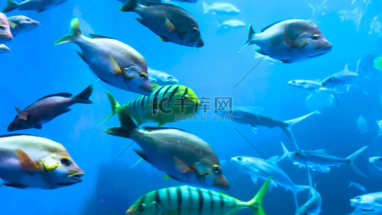 实拍海洋生物海洋鱼类海底世界