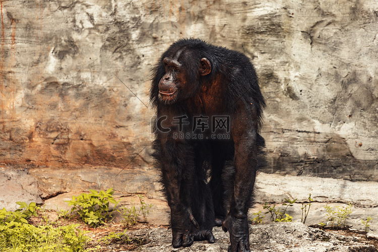 黑猩猩展览动物路面拍摄摄影图配