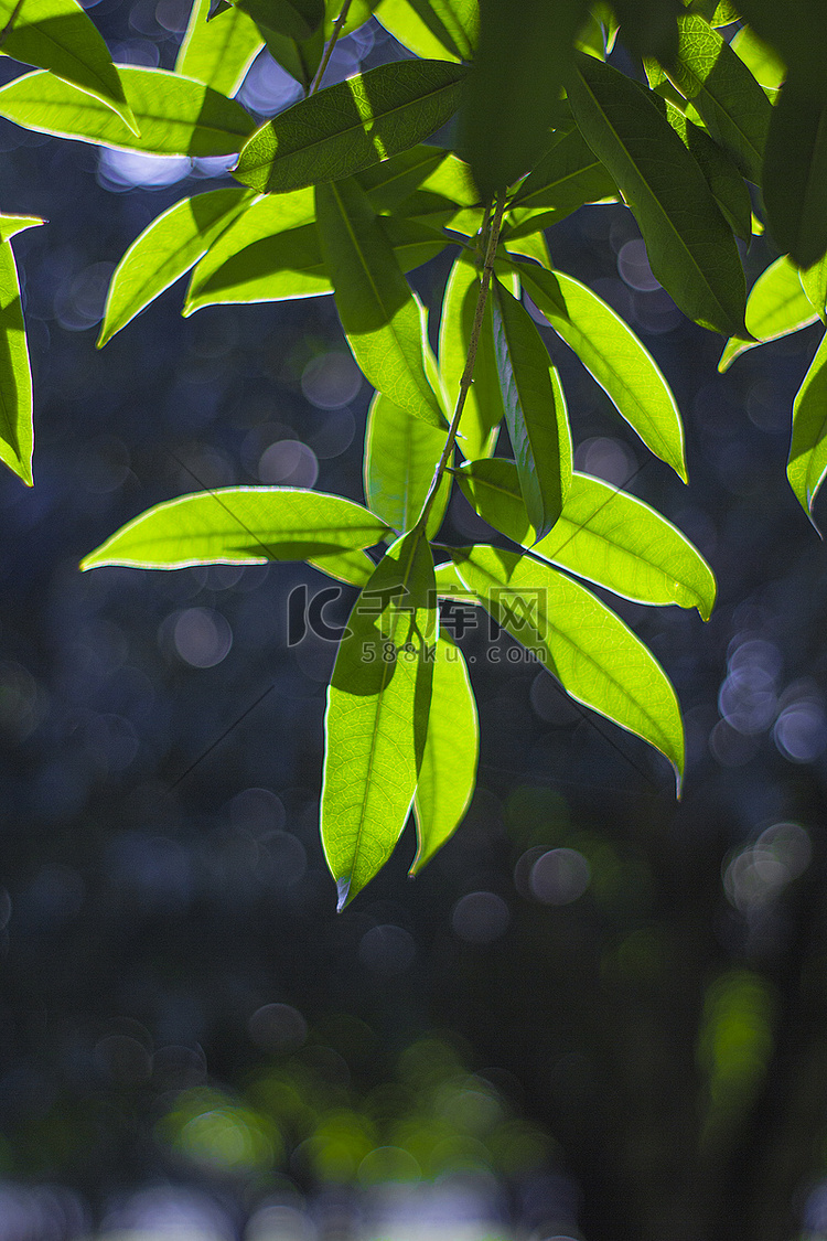 生态早晨树叶绿色清新通透摄影图