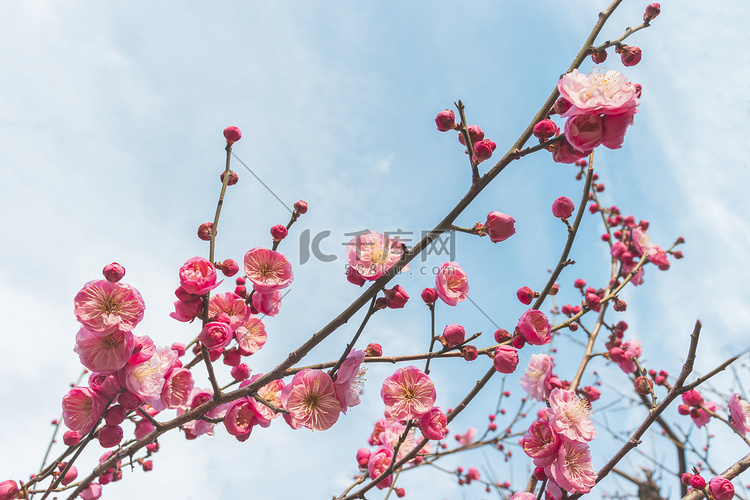 冬天大寒晴天中午梅花红梅梅花山