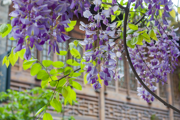 紫藤花与传统建筑摄影图配图