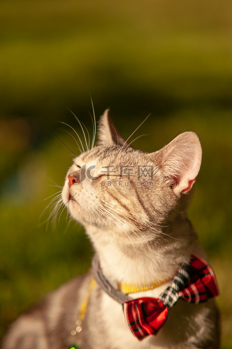 宠物猫夕阳草坪上闭眼享受阳光摄