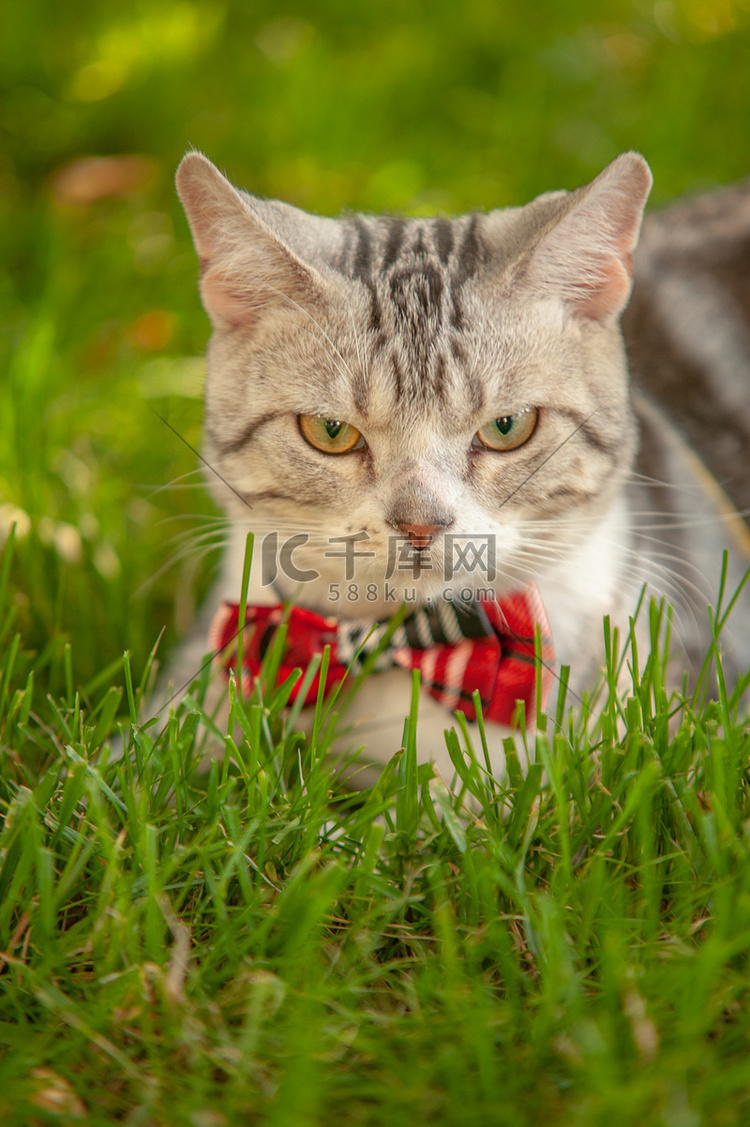 宠物猫白天猫绿色草地上帅气的看