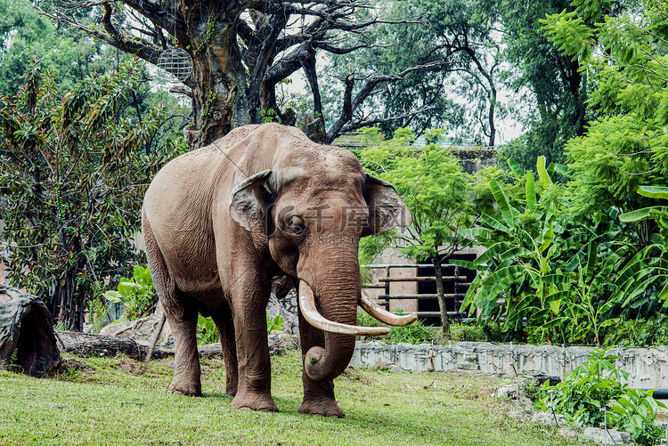 广州广州动物园一头大象在草地里