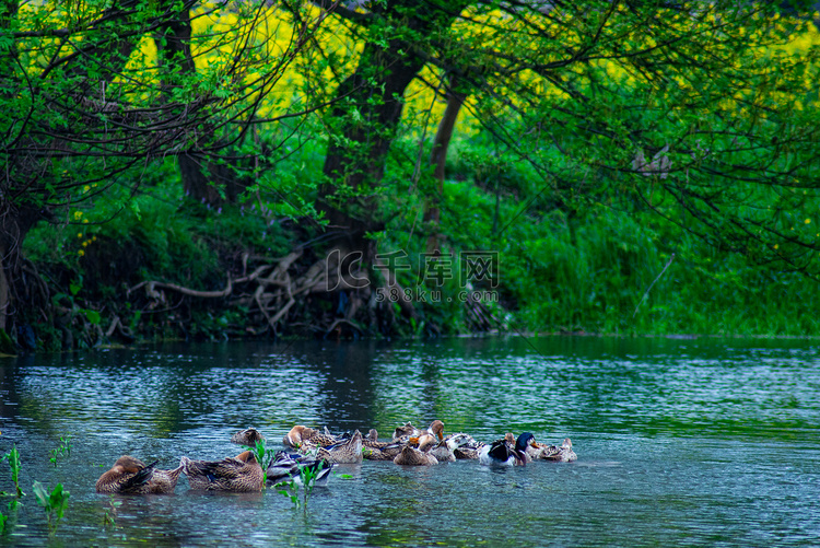 水里游泳的鸭子春天鸭子河里嬉戏