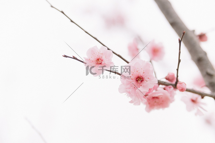 花朵冬季春天白天梅花枝头公园盛