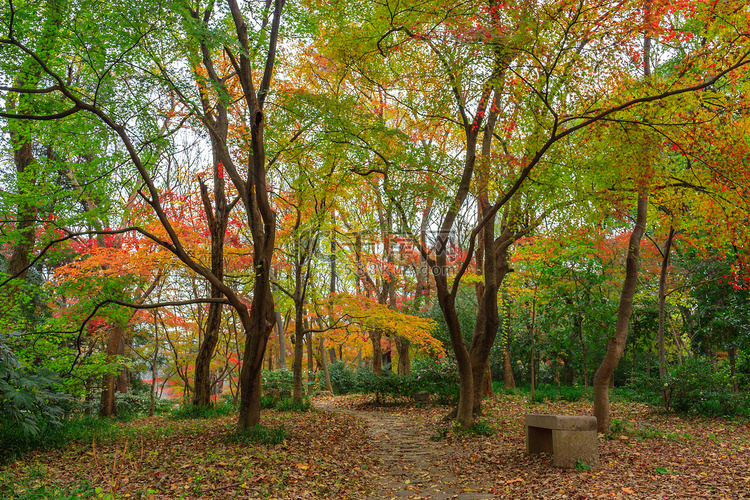 南京中山植物园红枫林摄影图配图