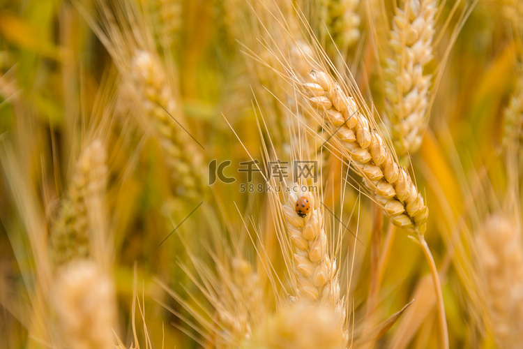 芒种白天瓢虫小麦停留摄影图配图