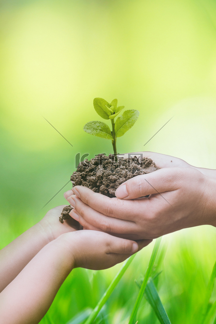 公益环保低碳白天手捧树苗户外绿