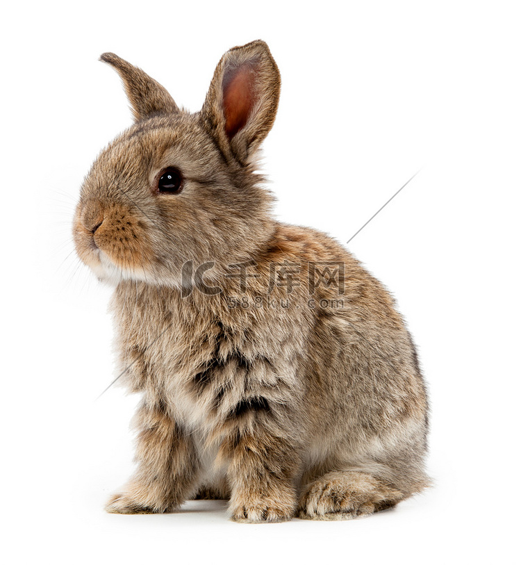 动物。孤立在白色背景上的兔子
