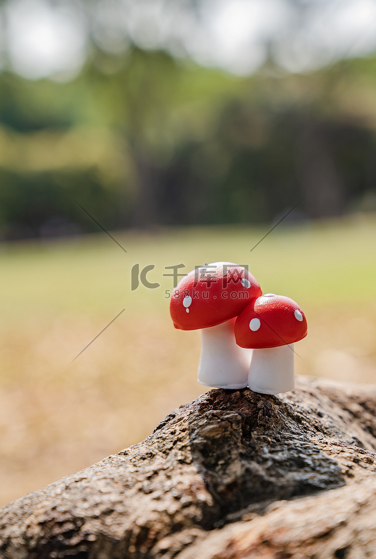 蘑菇阳光春天植物绿植摄影图配图