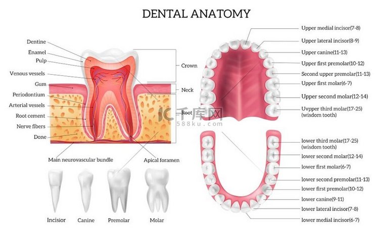 带有标记牙齿类型和口腔结构的牙