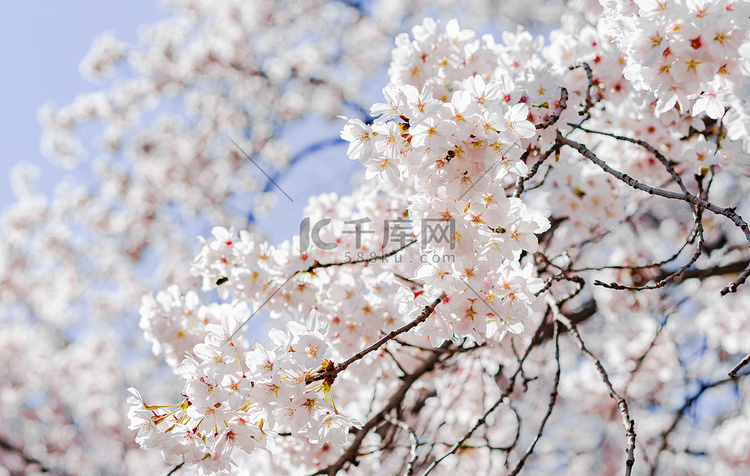 春天正午阳光下樱花户外花朵盛开