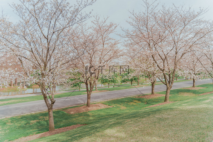 四月春季樱花公园树木摄影图配图