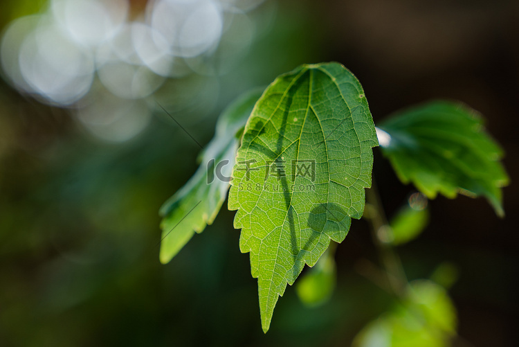 植物阳光叶子绿植春天摄影图配图