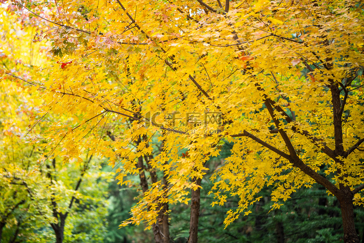 秋季树林枝头黄色叶子摄影图